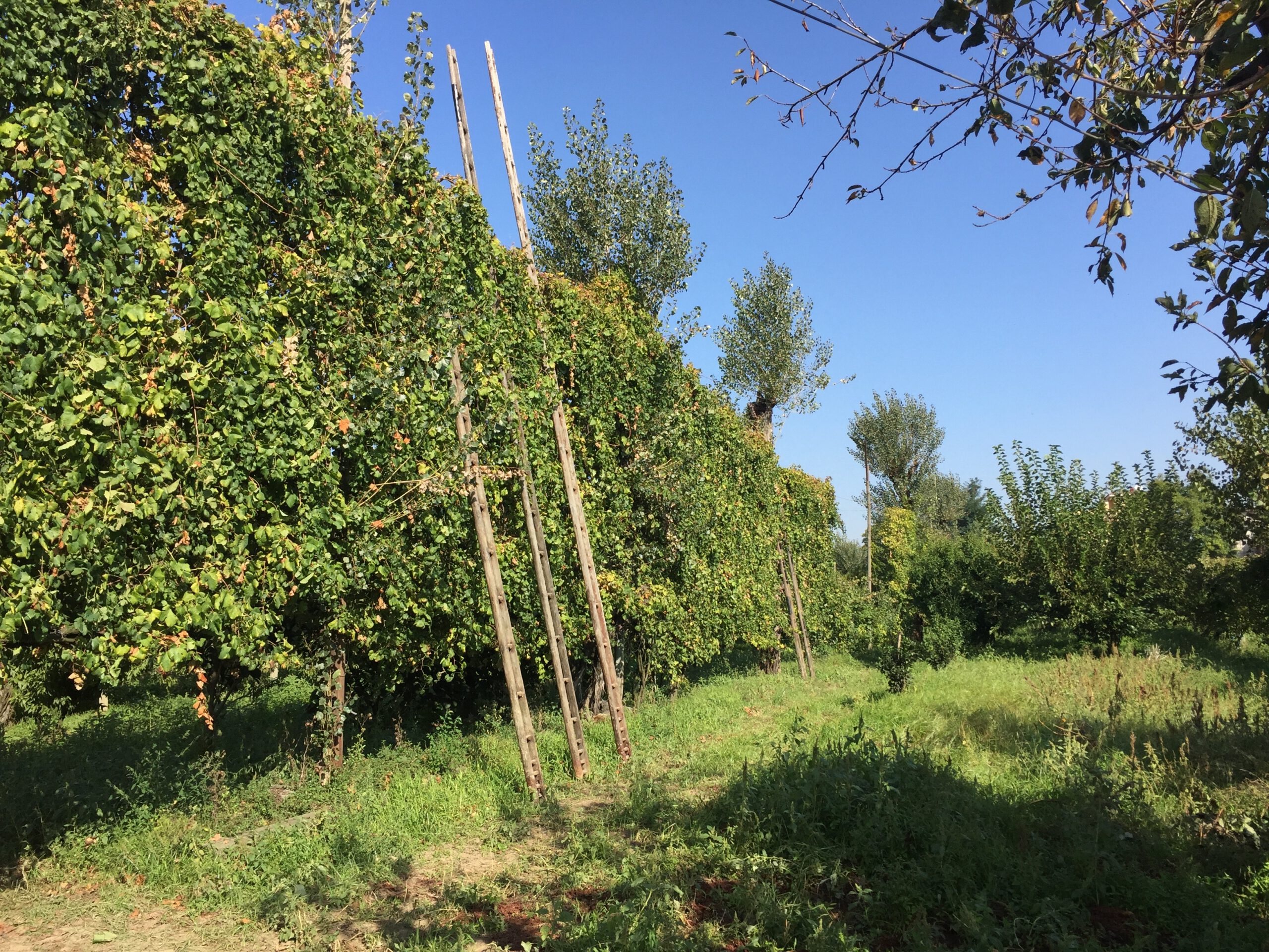 Alberata presso Via Atellana Cesa (CE)